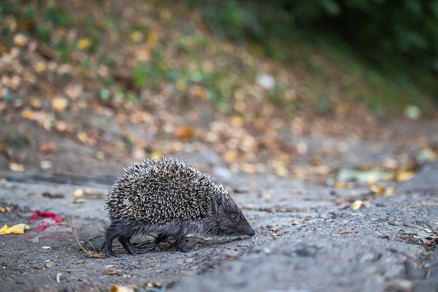 该计划耗资 该计划耗资